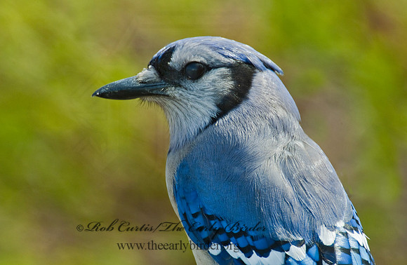 Cyanocitta cristata  BLUE JAY 4001696