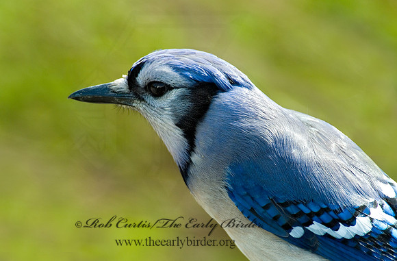 Cyanocitta cristata  BLUE JAY 4001697
