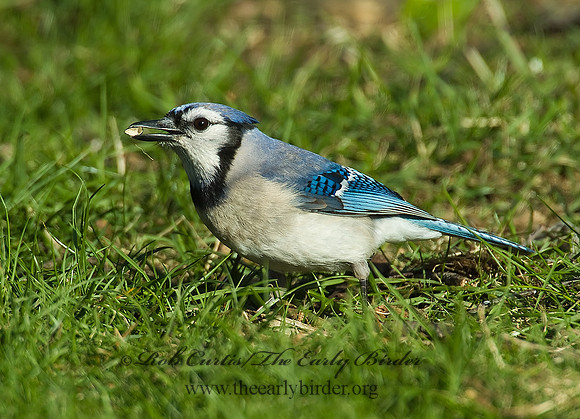 Cyanocitta cristata  BLUE JAY 4001627
