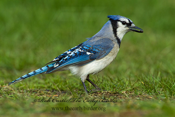 Cyanocitta cristata  BLUE JAY 4001709