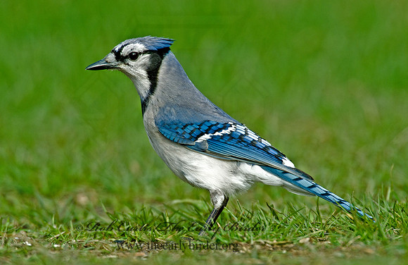 Cyanocitta cristata  BLUE JAY 4001712
