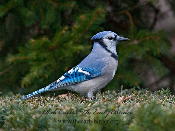 Cyanocitta cristata  BLUE JAY 6035980