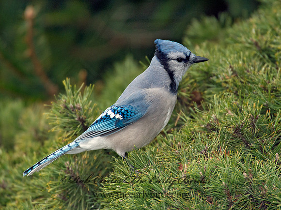 Cyanocitta cristata  BLUE JAY 6035983