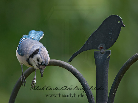 Cyanocitta cristata  BLUE JAY 8031278
