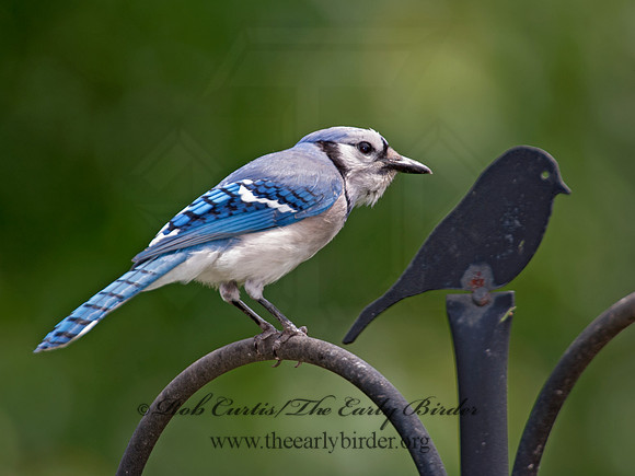 Cyanocitta cristata  BLUE JAY 8031284