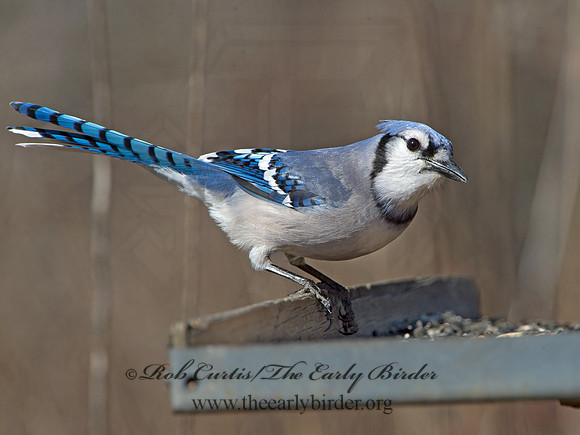 Cyanocitta cristata  BLUE JAY 9042698