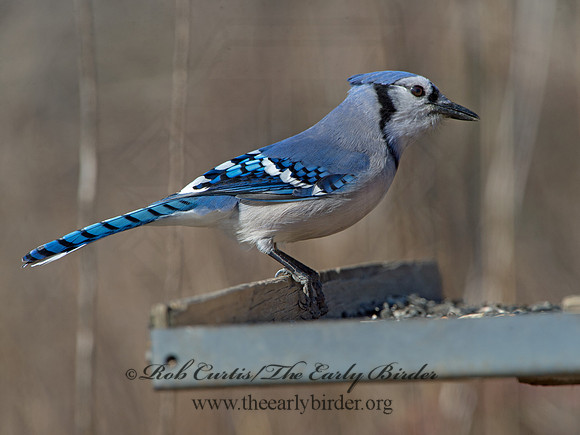 Cyanocitta cristata  BLUE JAY 9042697