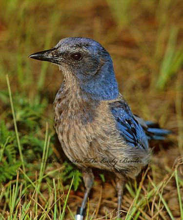 Aphelocoma coerulescens  FLORIDA SCRUB JAY 272926