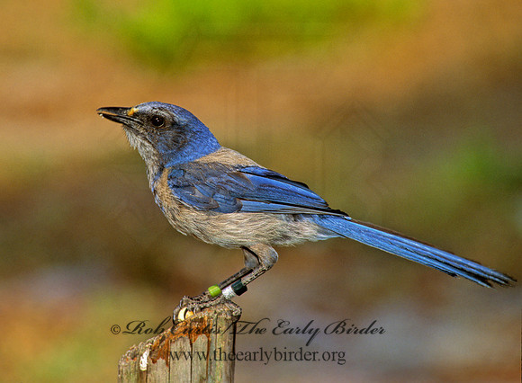 Aphelocoma coerulescens  FLORIDA SCRUB JAY 272906