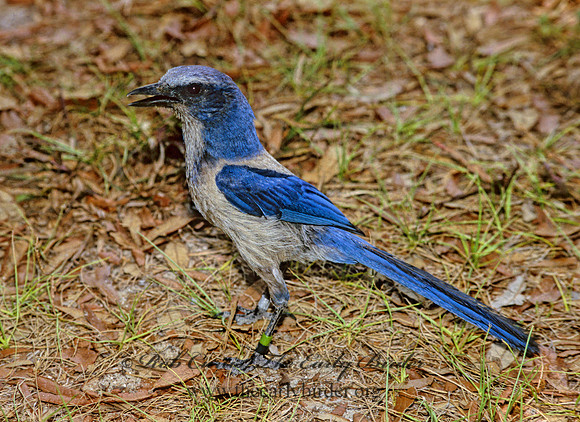 Aphelocoma coerulescens  FLORIDA SCRUB JAY 272913