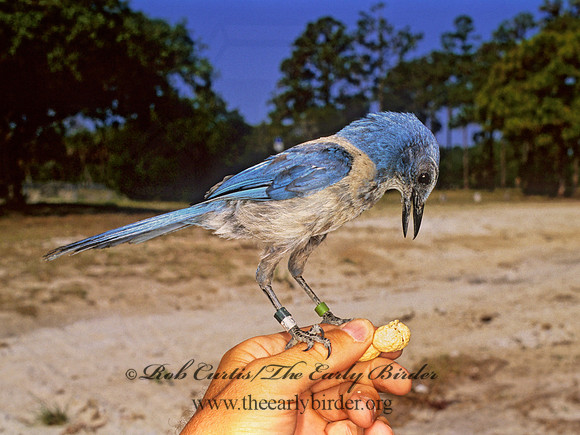 Aphelocoma coerulescens  FLORIDA SCRUB JAY 272934