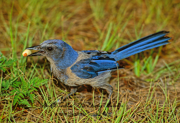 Aphelocoma coerulescens  FLORIDA SCRUB JAY 272922