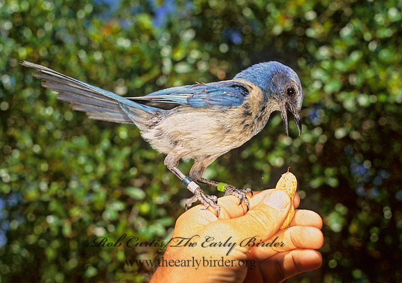 Aphelocoma coerulescens  FLORIDA SCRUB JAY 272936