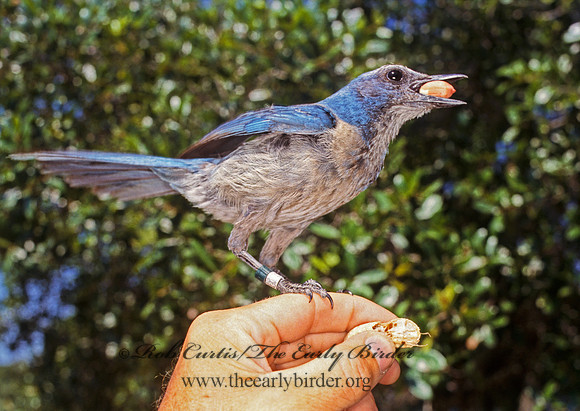Aphelocoma coerulescens  FLORIDA SCRUB JAY 273011