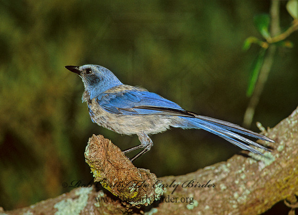 Aphelocoma coerulescens  FLORIDA SCRUB JAY 273717