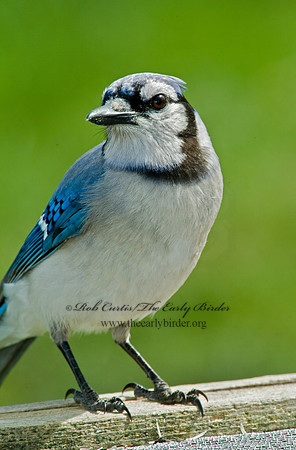 Cyanocitta cristata  BLUE JAY 4001699