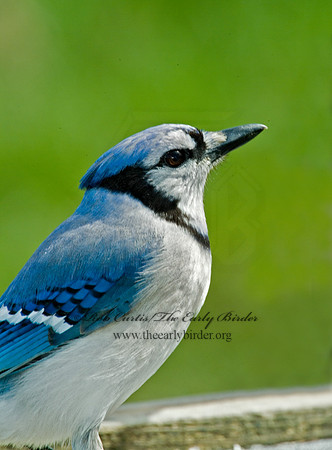 Cyanocitta cristata  BLUE JAY 4001698