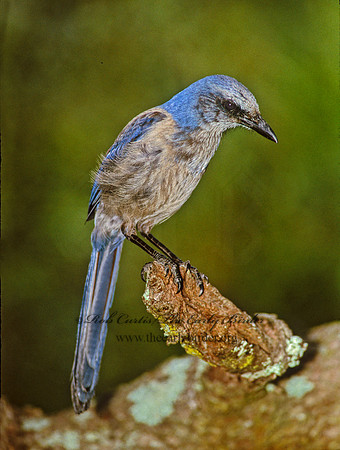 Aphelocoma coerulescens  FLORIDA SCRUB JAY 273810