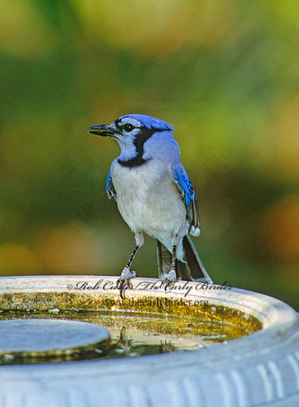 Cyanocitta cristata  BLUE JAY 259902