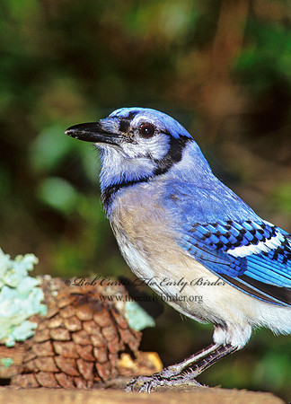 Cyanocitta cristata  BLUE JAY 172125