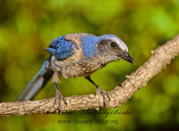Aphelocoma coerulescens  FLORIDA SCRUB JAY 273824