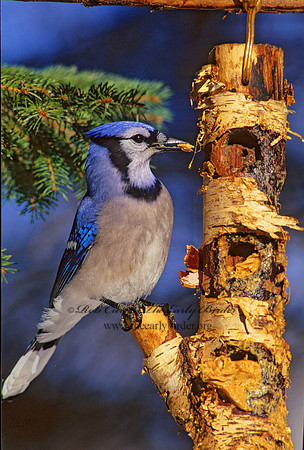Cyanocitta cristata  BLUE JAY 162130