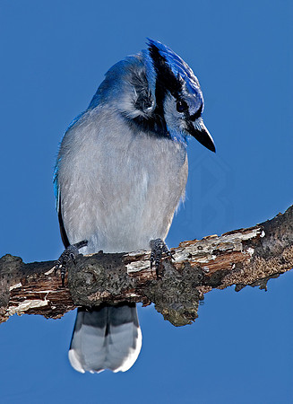 Cyanocitta cristata  BLUE JAY 6000049 IF