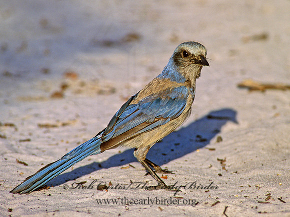 Aphelocoma coerulescens  FLORIDA SCRUB JAY 273817