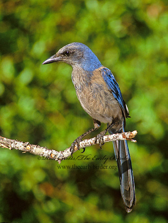 Aphelocoma coerulescens  FLORIDA SCRUB JAY 273918
