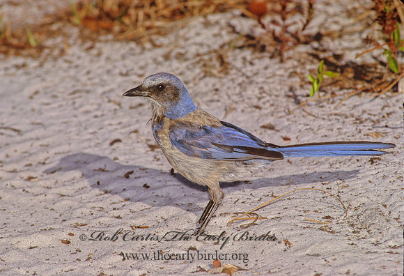 Aphelocoma coerulescens  FLORIDA SCRUB JAY 273815