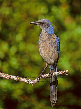 Aphelocoma coerulescens  FLORIDA SCRUB JAY 273926