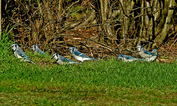 Cyanocitta cristata  BLUE JAY 4001659