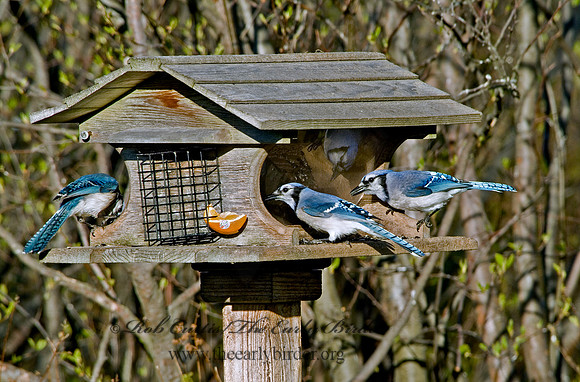 Cyanocitta cristata  BLUE JAY 4001662