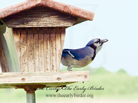 Cyanocitta cristata  BLUE JAY 4001174