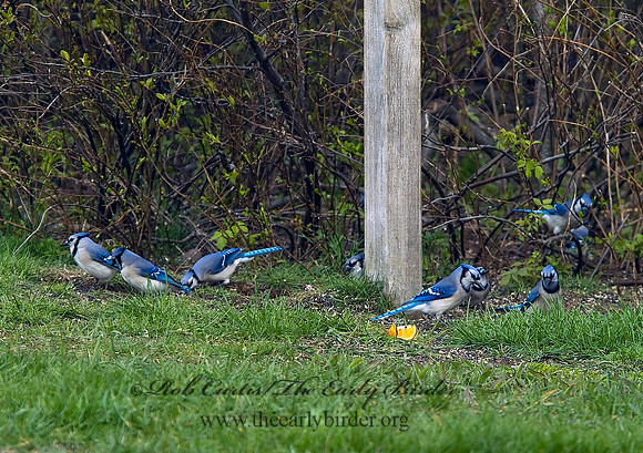 Cyanocitta cristata  BLUE JAY 4001705 1