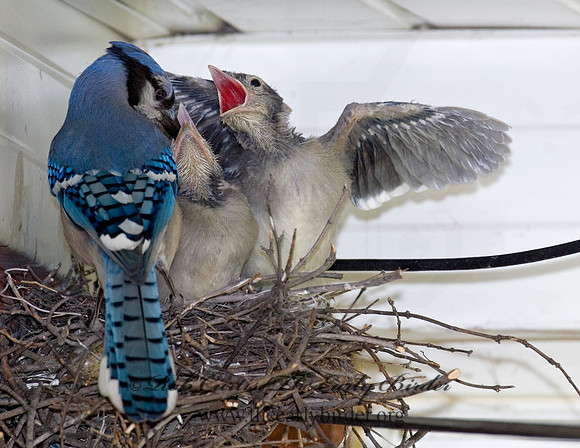 Cyanocitta cristata  BLUE JAY 6006782