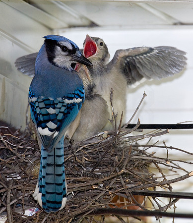 Cyanocitta cristata  BLUE JAY 6006783