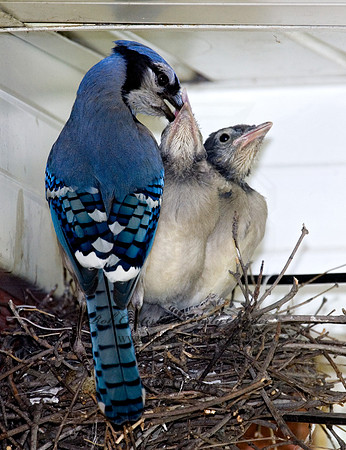 Cyanocitta cristata  BLUE JAY 6006785