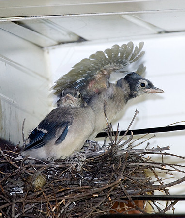 Cyanocitta cristata  BLUE JAY 6006787