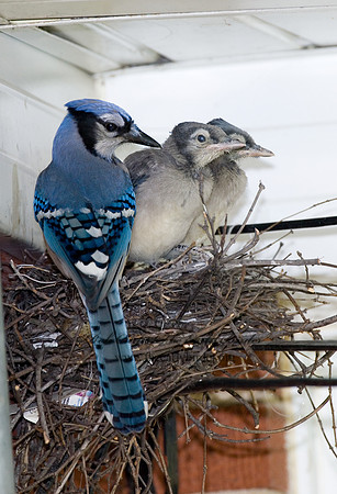 Cyanocitta cristata  BLUE JAY 6006786