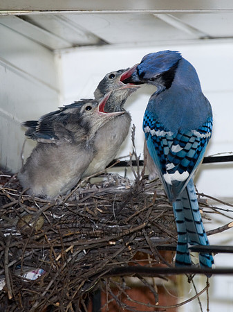 Cyanocitta cristata  BLUE JAY 6006788