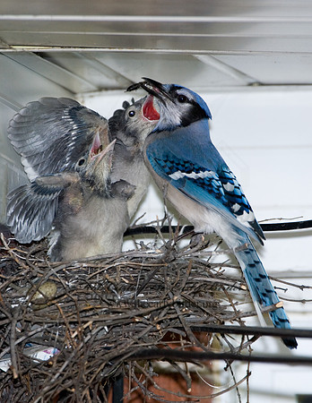 Cyanocitta cristata  BLUE JAY 6006795 1