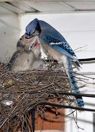Cyanocitta cristata  BLUE JAY 6006802