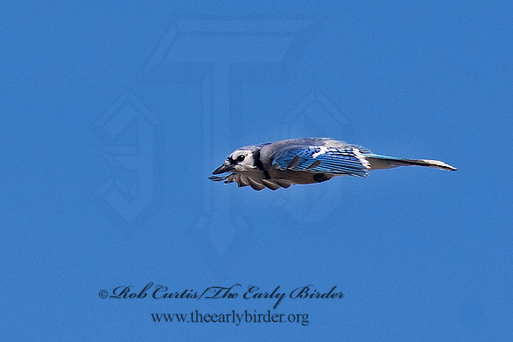 Cyanocitta cristata  BLUE JAY 6037379