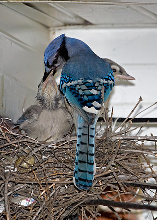 Cyanocitta cristata  BLUE JAY 6006806