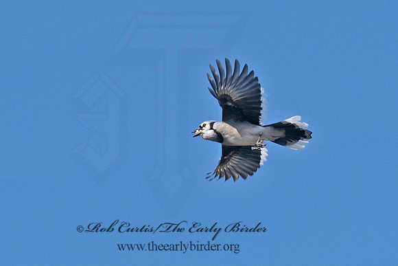 Cyanocitta cristata  BLUE JAY 6037381