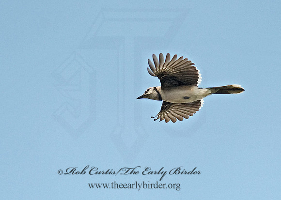Cyanocitta cristata  BLUE JAY 8002374