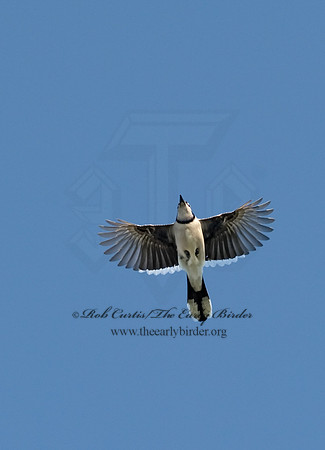 Cyanocitta cristata  BLUE JAY 8002800