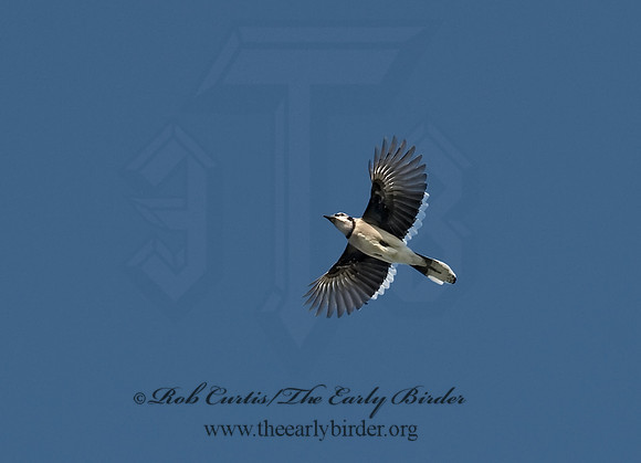 Cyanocitta cristata  BLUE JAY 8002803