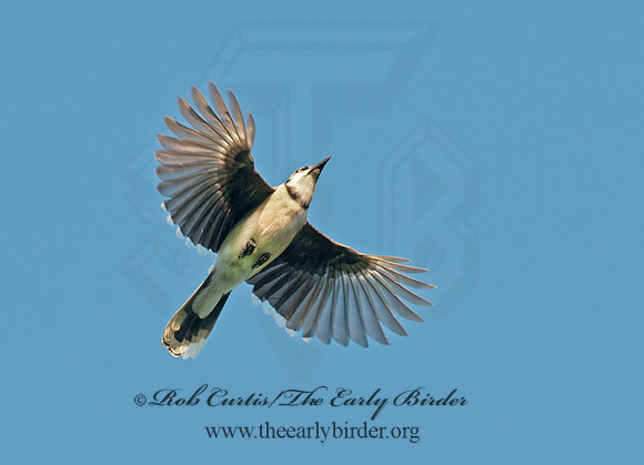 Cyanocitta cristata  BLUE JAY 8028451